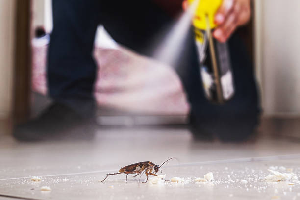 Best Spider Control Near Me  in Williams, CA